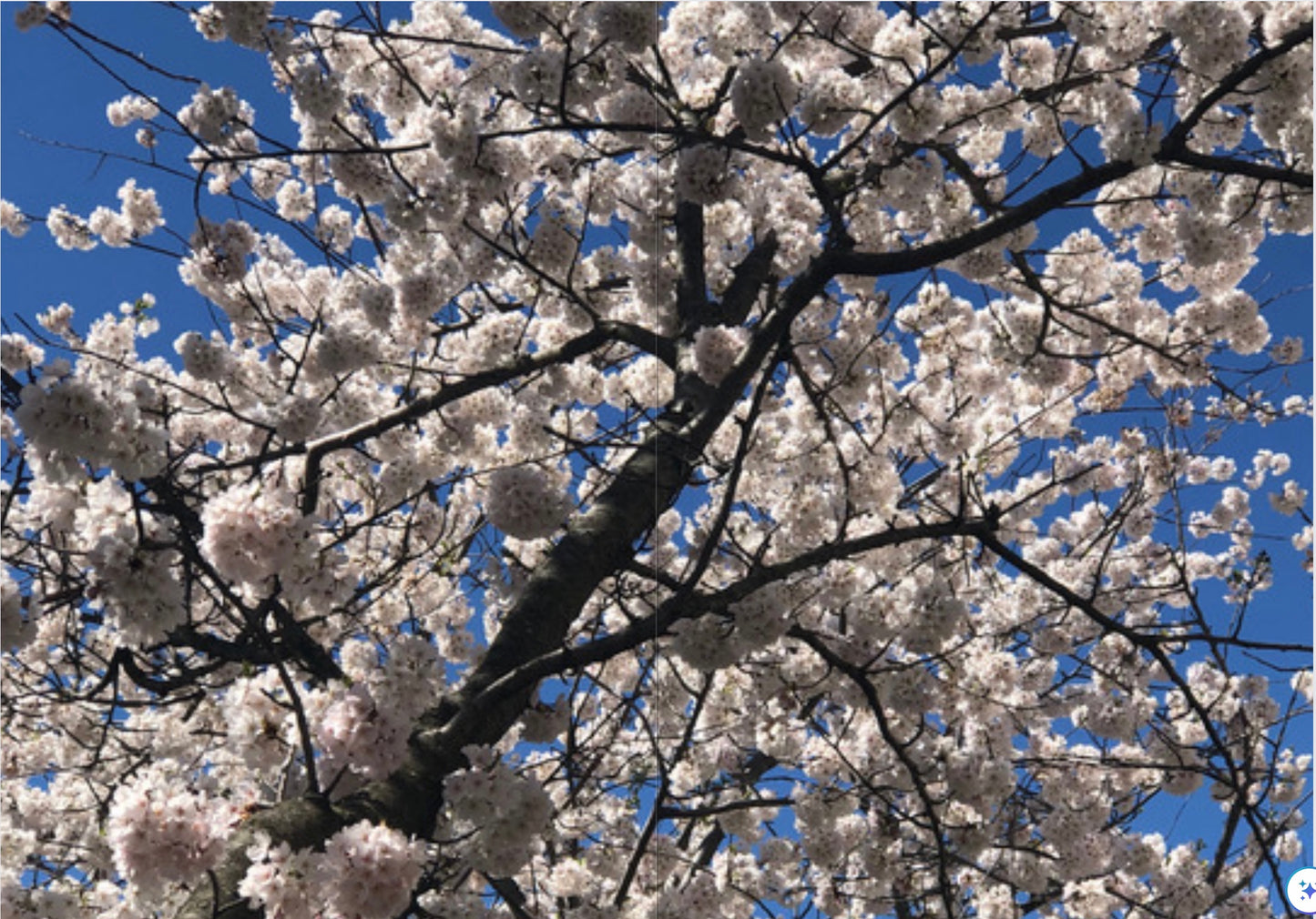 Cherry Blossom Tree